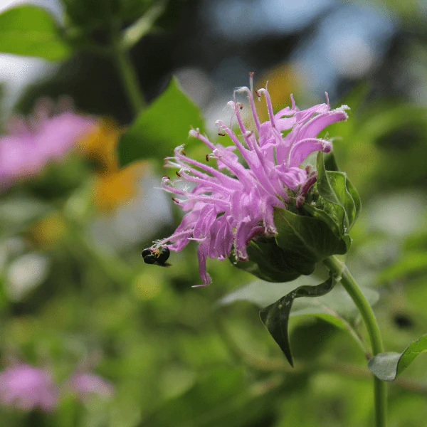 Wild Bee Bounty - Image 7