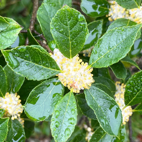 Winterberry Shrub - Image 3