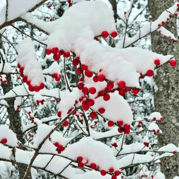 Winterberry Shrub - Image 4