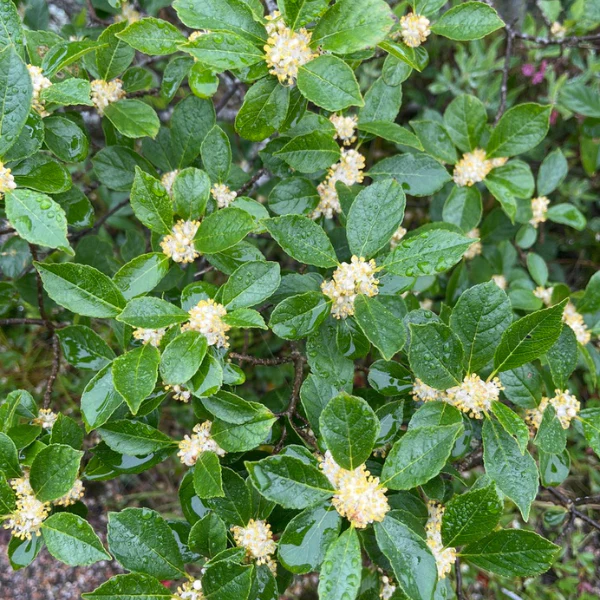 Winterberry Shrub - Image 8