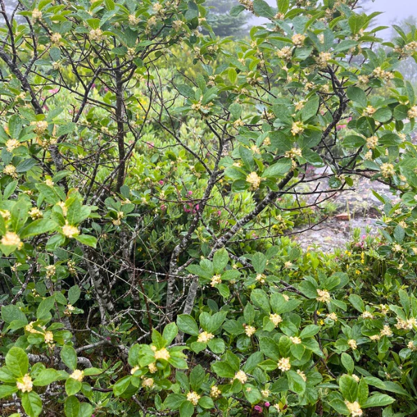 Winterberry Shrub - Image 9