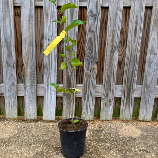Witchhazel Shrub - Image 3