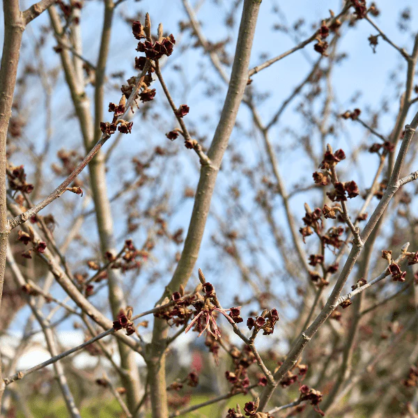 Witchhazel Shrub - Image 5