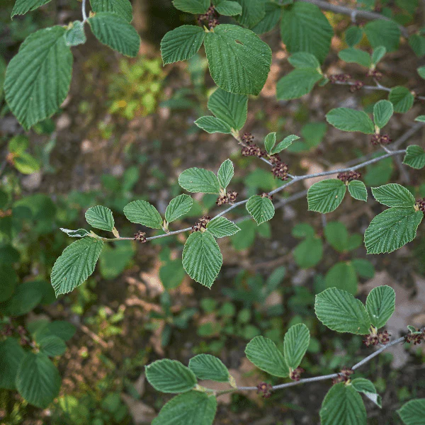 Witchhazel Shrub - Image 6